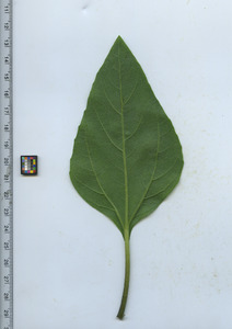 leafbottom