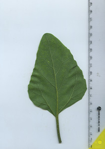 leafbottom