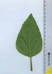 leafbottom