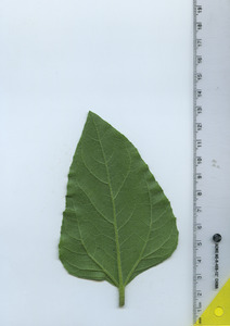 leafbottom