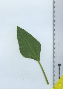 leafbottom