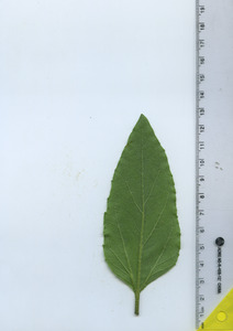leafbottom