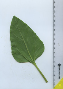 leafbottom