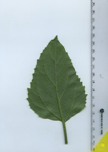 leafbottom