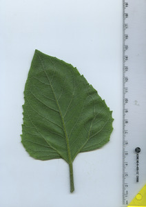 leafbottom