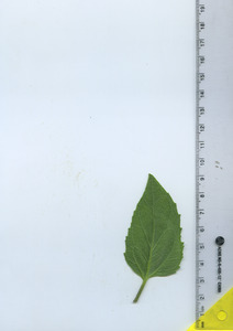 leafbottom