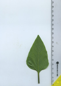 leafbottom