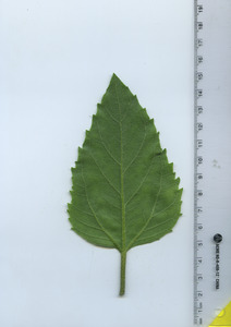 leafbottom