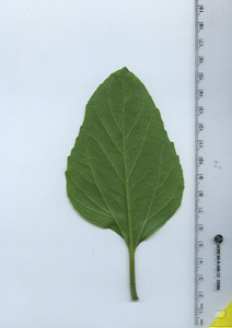 leafbottom