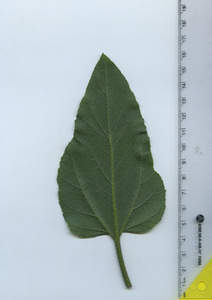 leafbottom