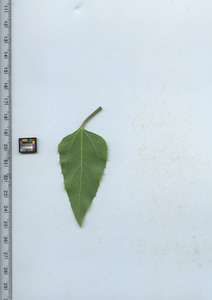 leafbottom
