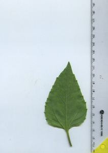 leafbottom