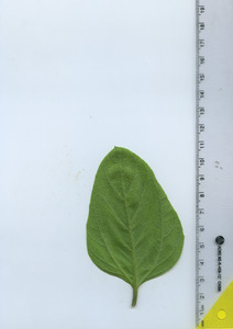 leafbottom