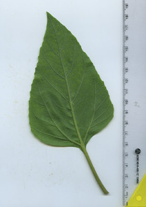 leafbottom