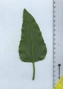 leafbottom