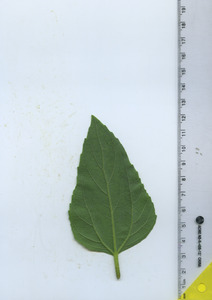 leafbottom
