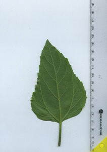 leafbottom