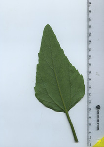 leafbottom