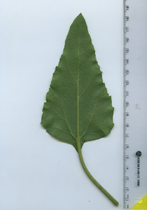 leafbottom