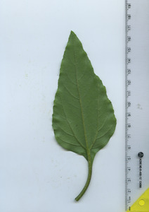 leafbottom