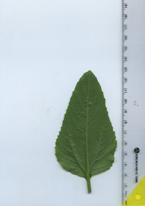 leafbottom