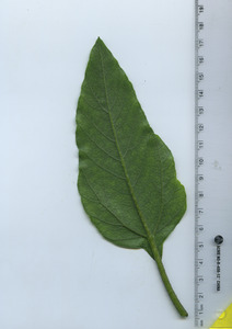 leafbottom