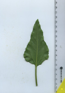 leafbottom