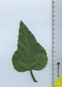 leafbottom