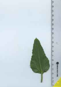 leafbottom