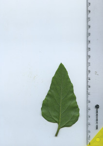 leafbottom