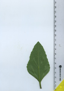 leafbottom