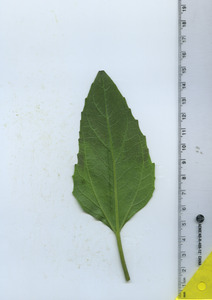 leafbottom