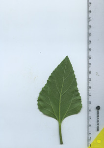 leafbottom