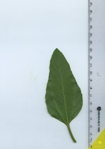 leafbottom