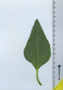 leafbottom