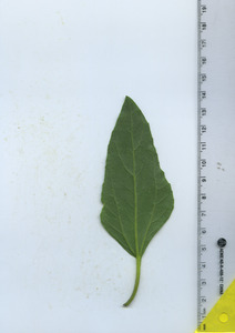 leafbottom