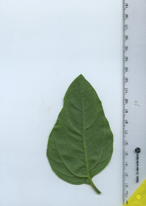 leafbottom