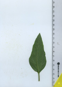leafbottom