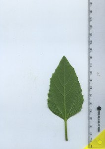 leafbottom