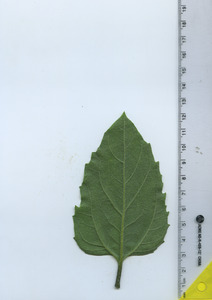 leafbottom