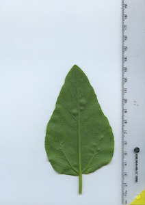 leafbottom