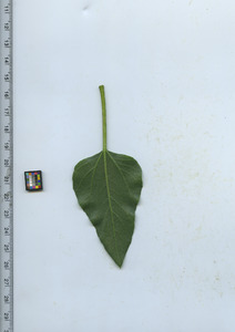 leafbottom