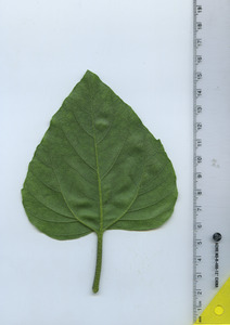 leafbottom