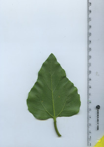 leafbottom