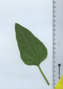 leafbottom