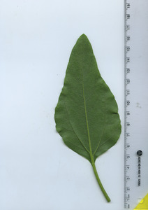 leafbottom