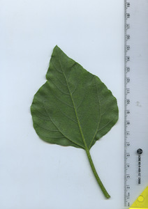 leafbottom