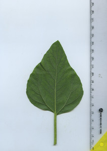 leafbottom