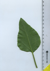 leafbottom
