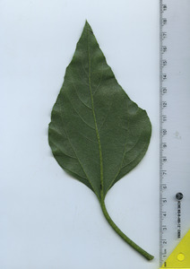 leafbottom